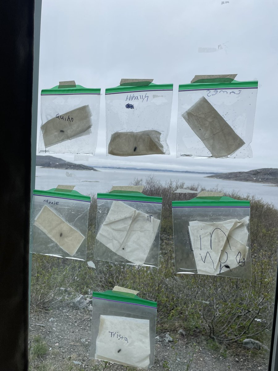 Grade 1s were busy bees this morning! Working on plant vocabulary, set up a plan observation and worked on area! We love it! 🪴🌱📏 @LorinaSpurrell <a href="/acms_nanuit/">ACMS Nanuit</a>
