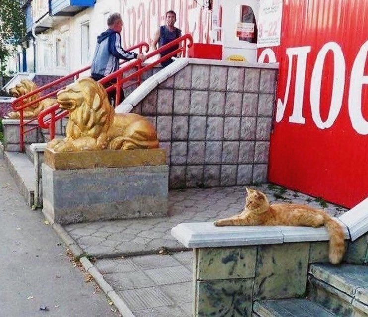 lionworksdesign's tweet photo. Caption this! 🦁🐈
The mighty lion and its noble feline counterpart. @lionworksdesigns loves this! #lionworksdesigns #lionworks #catsruleeverythingaroundme #lions #cats #kitties #catsofinstagram #coolpics #namesake #felines #fabulousfelines #posingcats #cutecats https://t.co/ifqbeeuzhQ