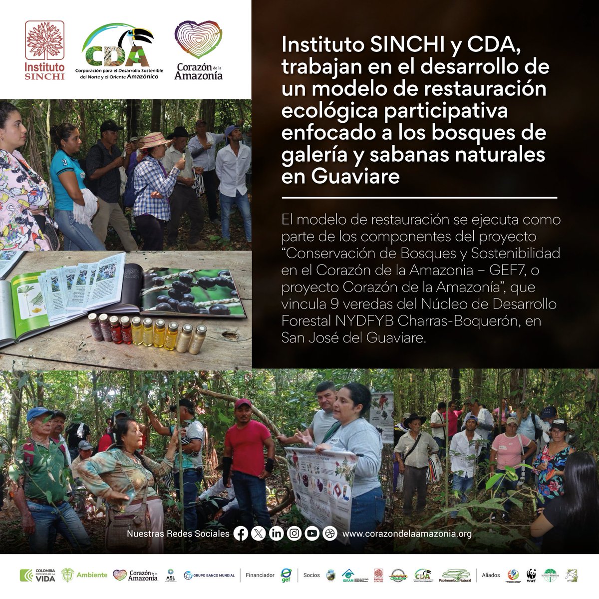 CorazonAmazonia's tweet photo. @InstitutoSINCHI y @CorporacionCDA, trabajan en el desarrollo de un modelo de restauración ecológica participativa enfocado a los bosques de galería y sabanas naturales en Guaviare.
📰https://t.co/8TVT78NzAm / @CorazonAmazonia https://t.co/8ChW0V8hjM