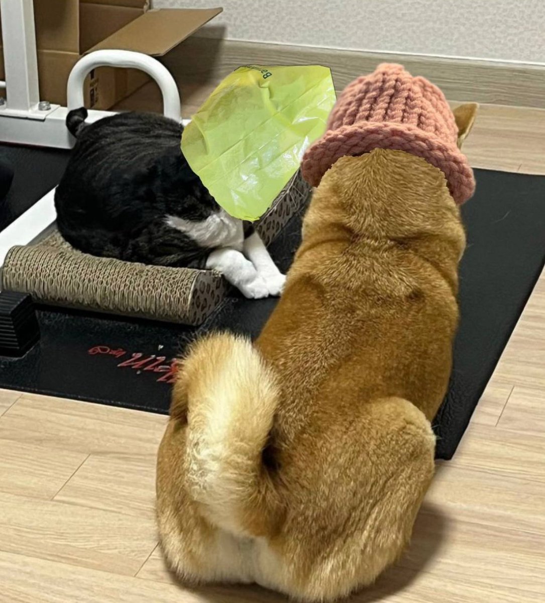 wifbag's tweet photo. The dog has a hat
The cat has a bag.

$BAG $WIF https://t.co/X6zhdceITL