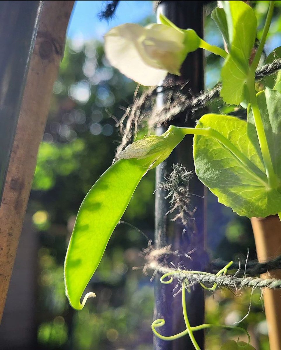 Maeni_External's tweet photo. Nasa Peepo!
#Gardening #Peapod https://t.co/OhWMwdabXa