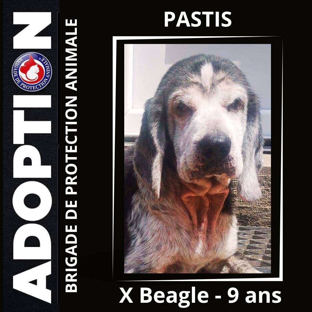 Brigade_BPA's tweet image. ❣️À L’ADOPTION❣️
🐶 Pastis - 9 ans

Notre doyen est de retour à l’adoption, malheureusement les impondérables de la #vie nous séparent parfois beaucoup trop vite 🥺

Pastis est un croisé #Beagle/Cocker de 9 ans, ayant son petit rythme de vie de « #papy » 😌
Ses petites habitudes…