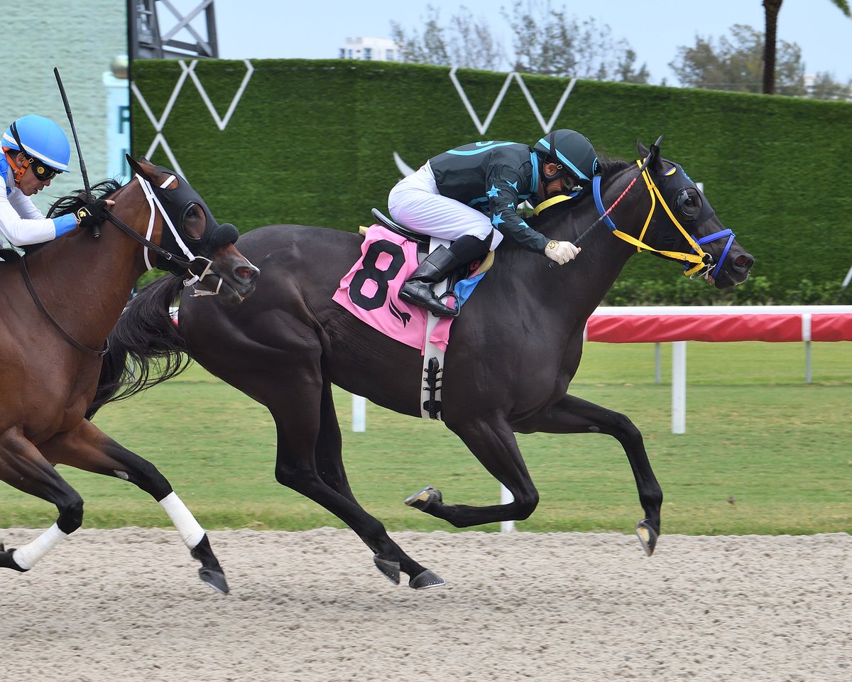 GulfstreamPark's tweet photo. Magic Moonstar, with José Ferrer, wires the field in race 6 for trainer @JGaroffalo. #GulfstreamPark #RoyalPalmMeet https://t.co/XJpyl93l7e