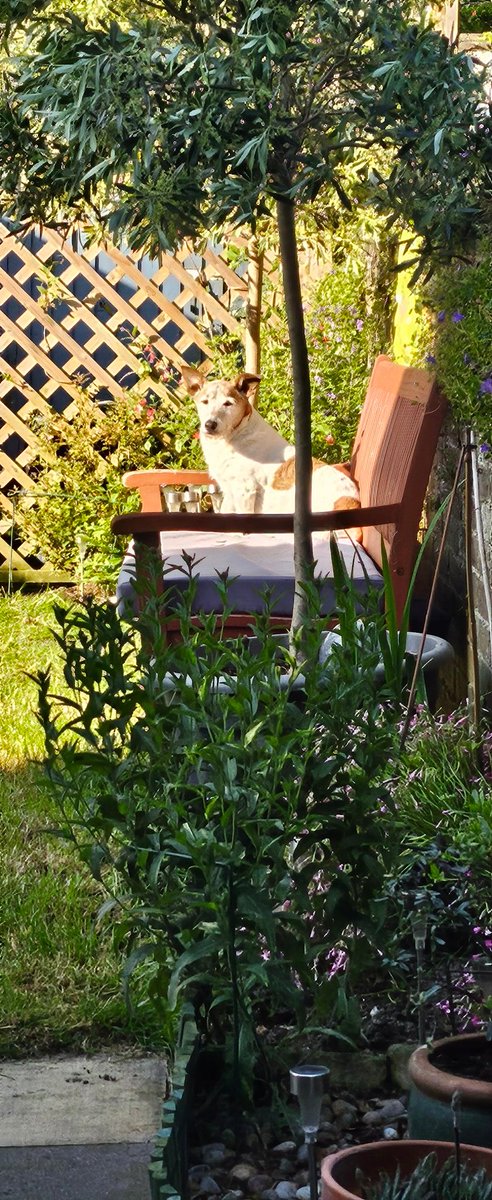 TheMiloDog's tweet photo. I have moved a bit...Wuff! #ThatBench https://t.co/Il31ZMxD4H