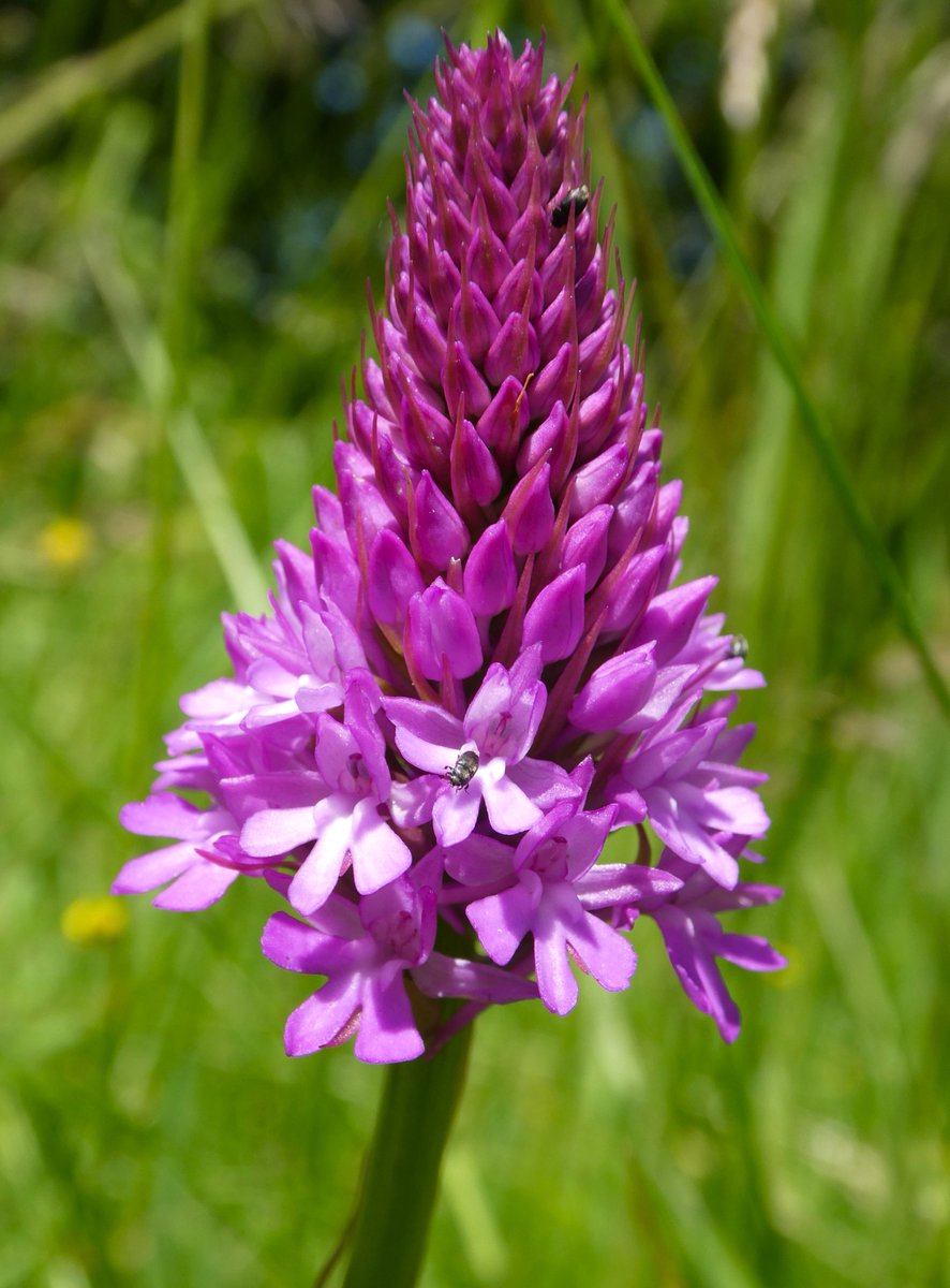 A perfect pyramidal orchid on a roadside verge💜