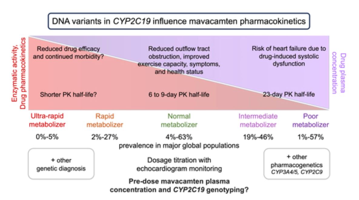 CircAHA's tweet photo. treatment of hypertrophic cardiomyopathy: CYP2C19 is important in mavacamten pharmacokinetics. Treatment without genotyping risks reduced ejection fraction in poor metabolizers @KathrynMcGurk @drjamesware @ImperialNHLI @BHFCoREImperial @MRC_LMS  https://t.co/Ja9Mw49ogi https://t.co/D9bB28Chbn