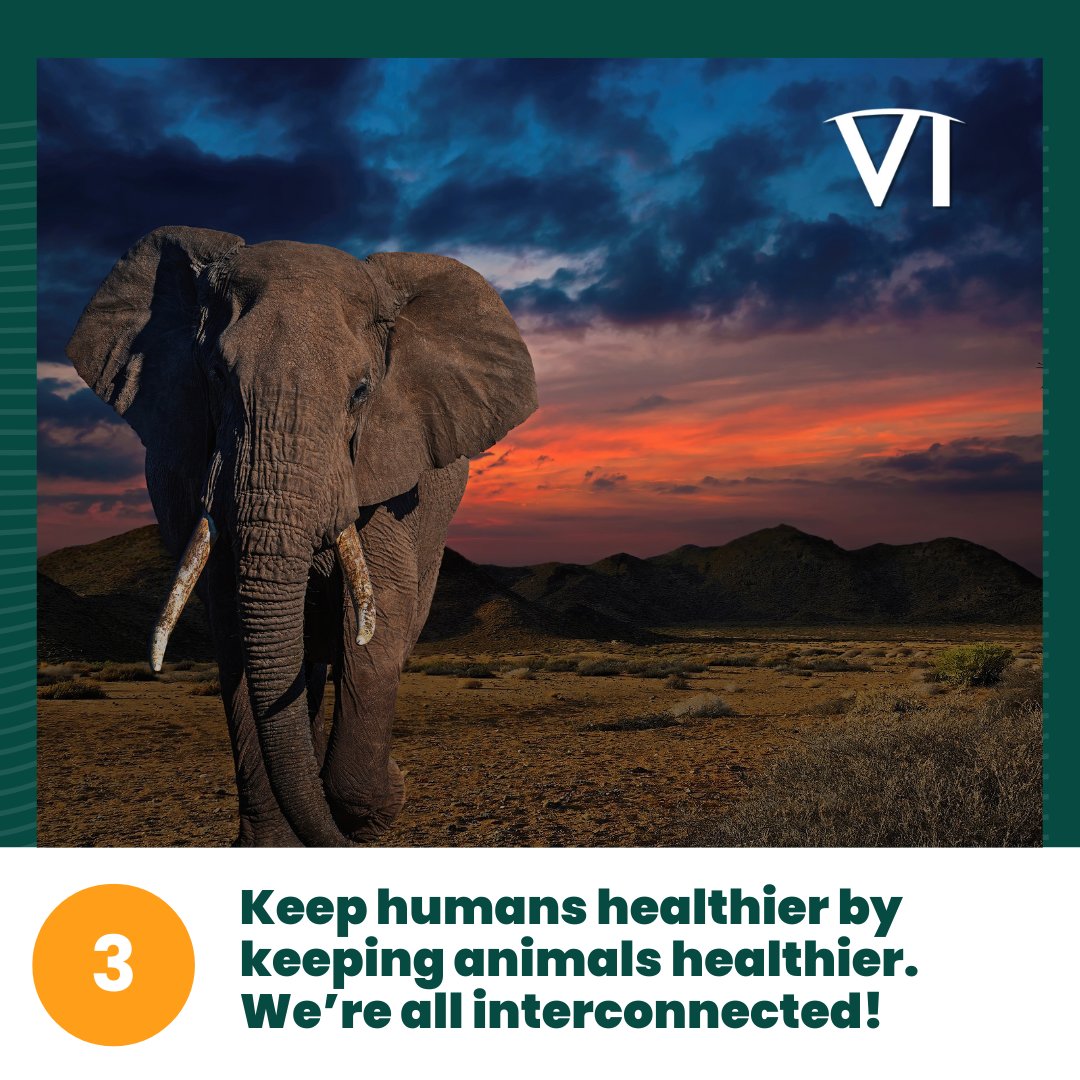vetintl's tweet photo. π€ How can VI's Vet Training Program protect wildlife, their ecosystem, and the overall health of people in Kenya?
Join us & make these potential impacts a reality!
β
Donate today: https://t.co/YI5ZS550BA
#SaveTheWildlife #ConservationGeneration #WildlifeWarriors https://t.co/2Bz8CrUH17