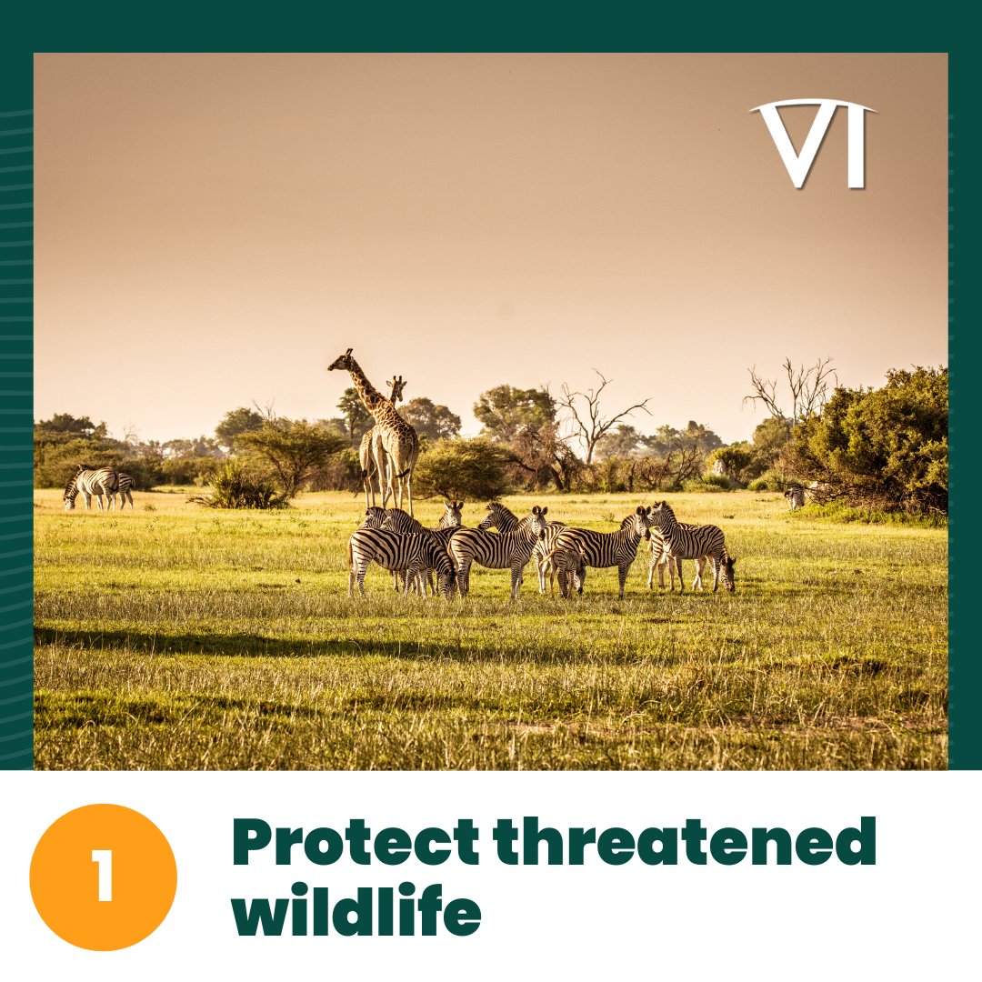 vetintl's tweet photo. π€ How can VI's Vet Training Program protect wildlife, their ecosystem, and the overall health of people in Kenya?
Join us & make these potential impacts a reality!
β
Donate today: https://t.co/YI5ZS550BA
#SaveTheWildlife #ConservationGeneration #WildlifeWarriors https://t.co/2Bz8CrUH17