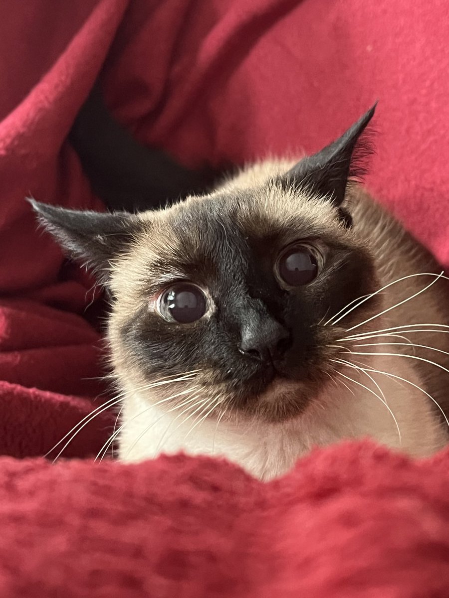 summerzagain38's tweet photo. #Siamese #Cats
#FerociousFriday
No cats were harmed for this trust me😘
Just one of her occasional mooooods,👀
Scared me some but I’ll recover.👀😽
Have…a nice weekend✅ https://t.co/3cWryMeJ2f