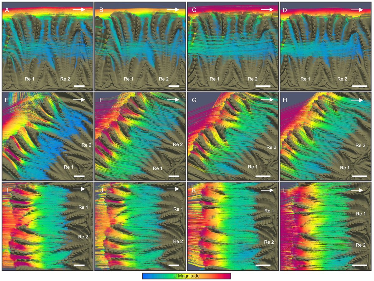 🚨📰 PAPER ALERT: This #FossilFriday,  I am delighted to announce @munpaleobiology new paper and the last chapter of my PhD thesis! In this computational fluid dynamics (CFD) paper we document hydrodynamic phenomena around highly detailed rangeomorphs! 
cell.com/iscience/fullt…