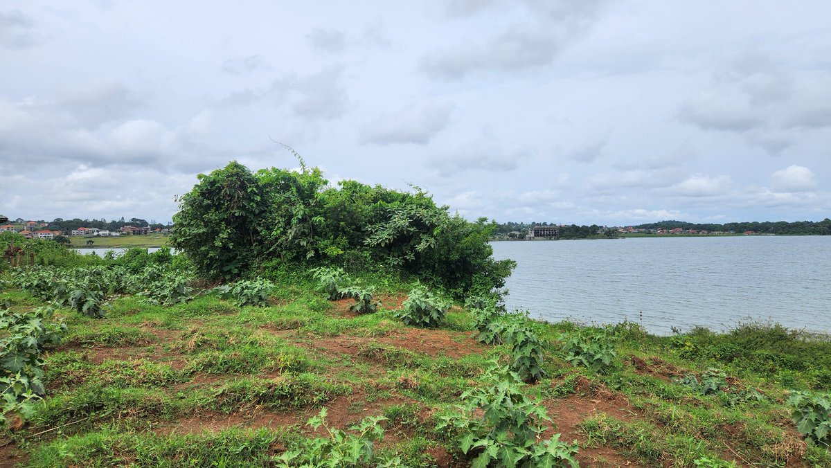 Ugaman01's tweet photo. This land overlooks Lake Victoria and it is such a marvelous scene. Contact Mr for details on +256776930913 / +256750061250

Email: mwbyfred@gmail.com 

This land comes with a Freehold Land Title. 

#MMProperties #LandInUganda 
2/2 https://t.co/xTYaNMzIYS