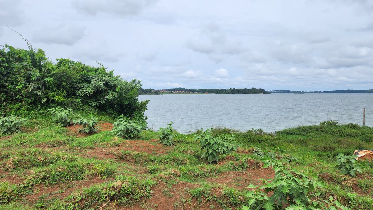 Ugaman01's tweet photo. This land overlooks Lake Victoria and it is such a marvelous scene. Contact Mr for details on +256776930913 / +256750061250

Email: mwbyfred@gmail.com 

This land comes with a Freehold Land Title. 

#MMProperties #LandInUganda 
2/2 https://t.co/xTYaNMzIYS