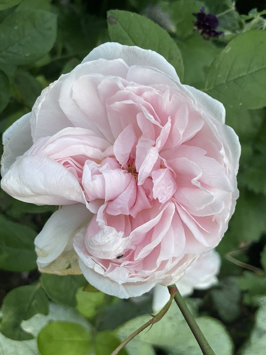 ‘Barbara Austin’ Rose bred by David Austin in 1997.   New in my garden. 

#FlowersOnFriday #rose #GardenRoses 
#PinkFriday #flowers #gardening #gardeningX #pinkflower