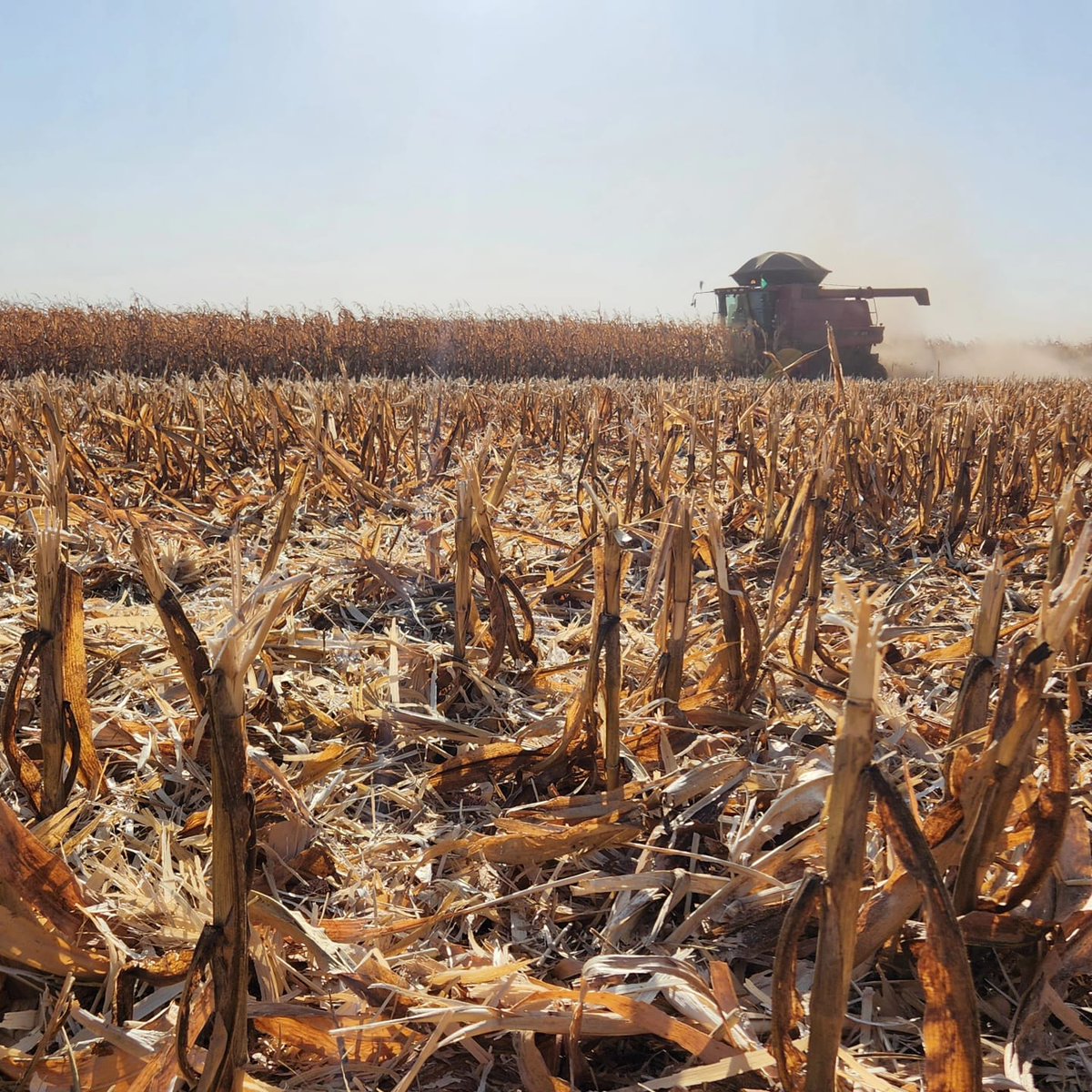 SimpleAgro's tweet photo. De um ciclo ao outro, continuamos evoluindo! 🚜🌽

📸 Thamires de Jesus

#colheita #milho #agro #simpleagro https://t.co/Ky9UhsENYf