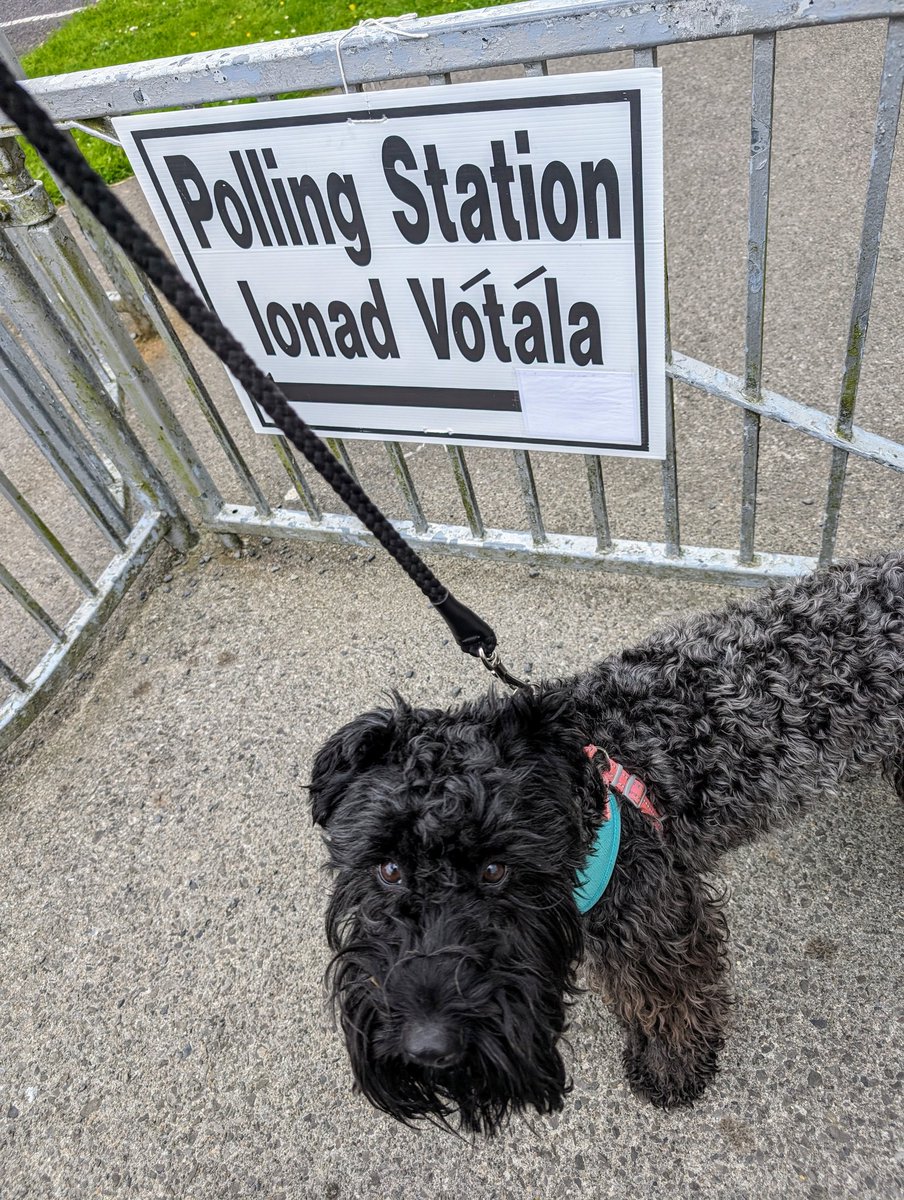ThomasinaOlwill's tweet photo. Happy dog #electionsa2024 #DogsAtPollingStations https://t.co/LnLFJbzDbJ