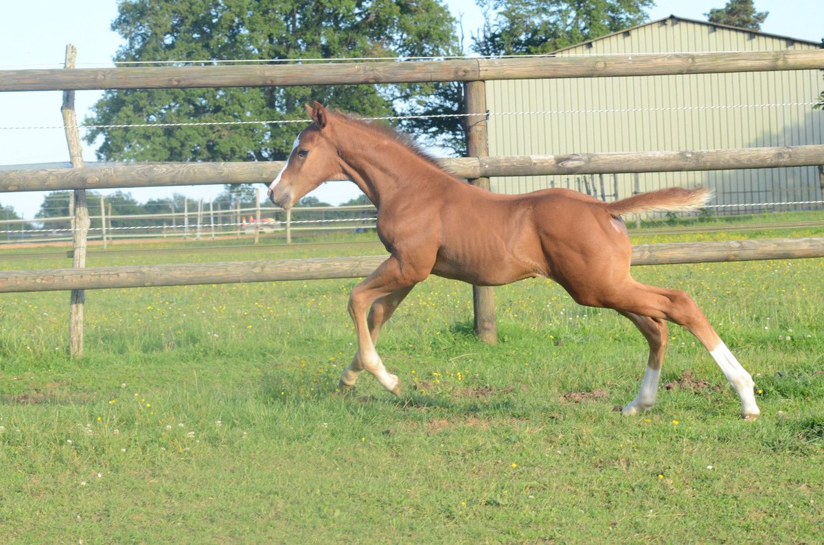 VbeVincent's tweet photo. The Jewel, Big strong colt born in May 29th by Doctor Dino and Lou Wonderful, blacktype winner mare from the 1-w mareline (Politologue, Docteur De Ballon, Starlet Du Mesnil, NRAA, Nickname, etc…) https://t.co/QYWeLJ3hKF