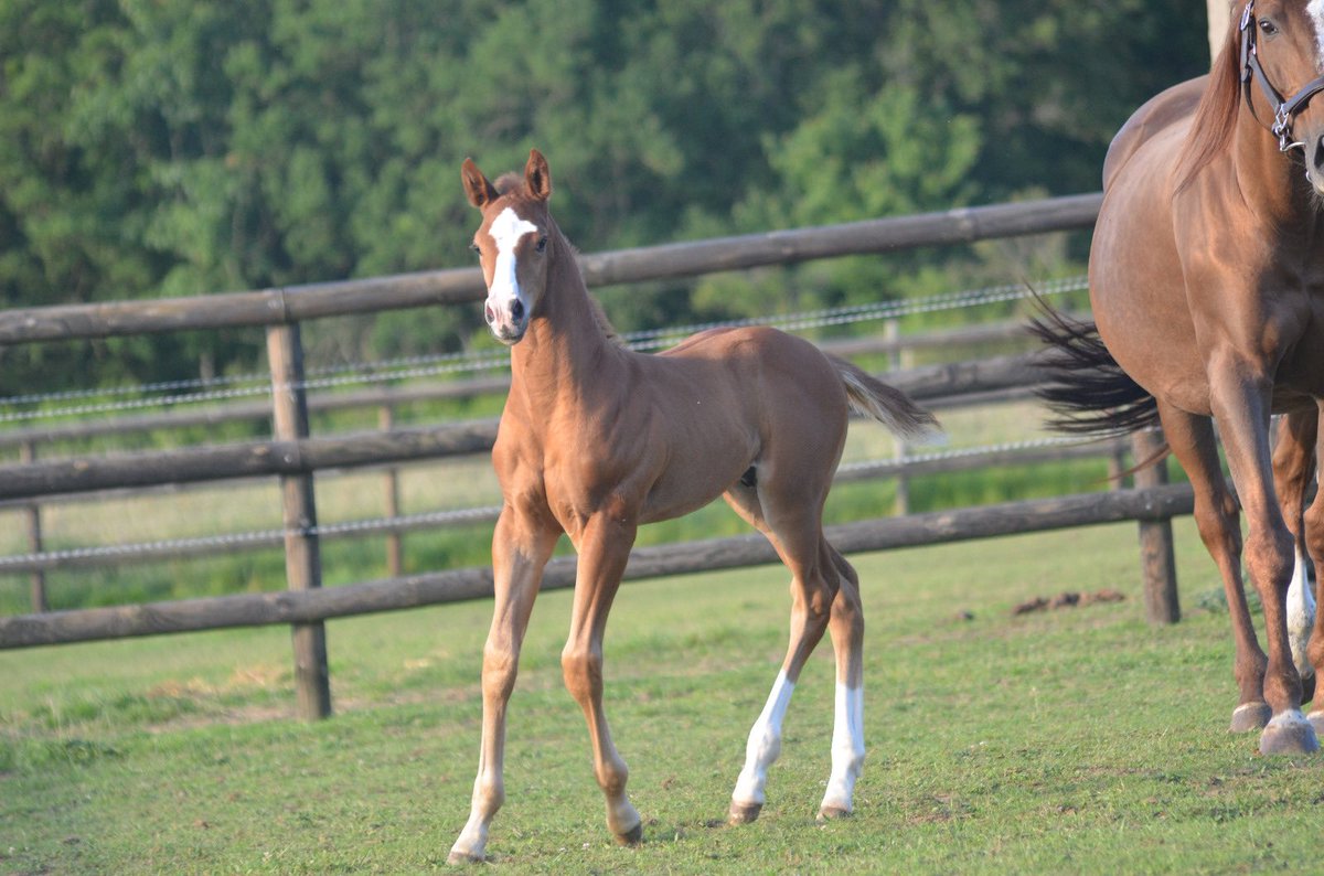 VbeVincent's tweet photo. The Jewel, Big strong colt born in May 29th by Doctor Dino and Lou Wonderful, blacktype winner mare from the 1-w mareline (Politologue, Docteur De Ballon, Starlet Du Mesnil, NRAA, Nickname, etc…) https://t.co/QYWeLJ3hKF