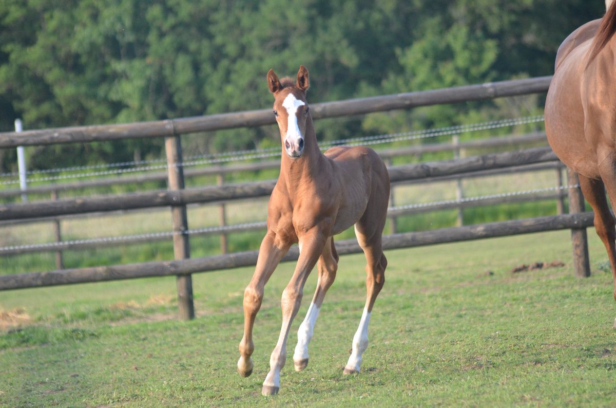 VbeVincent's tweet photo. The Jewel, Big strong colt born in May 29th by Doctor Dino and Lou Wonderful, blacktype winner mare from the 1-w mareline (Politologue, Docteur De Ballon, Starlet Du Mesnil, NRAA, Nickname, etc…) https://t.co/QYWeLJ3hKF