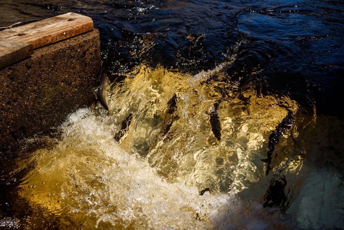 Innovasea's tweet image. HydroAI revolutionizes fish counting with 24/7 real-time data and 95% accuracy, supporting sustainable hydropower operations across North America. 🌊🔋 Read more in @SeaTechnology  's May issue: lsc-pagepro.mydigitalpublication.com/publication/?m…  

#hydropower #conservation #fishpassage #fishcounting #ai