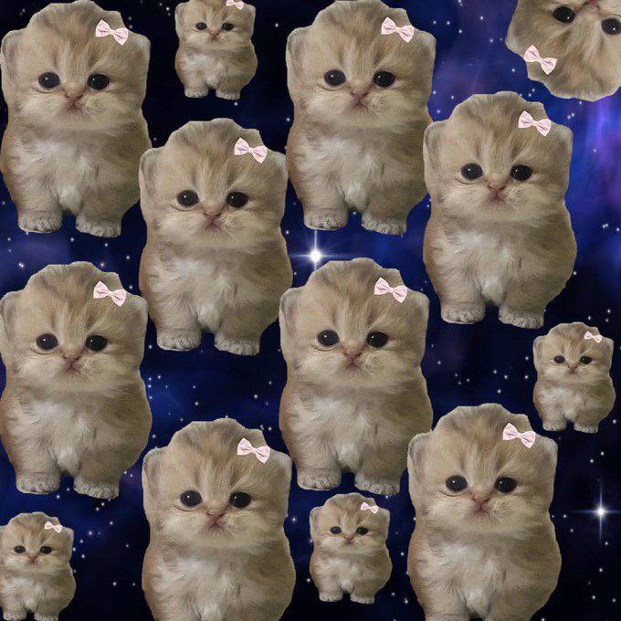 <a href="/JakeGagain/">JAKE</a> BUY $BIBI CTO 🔥

THE CUTEST CAT ON SOLANA