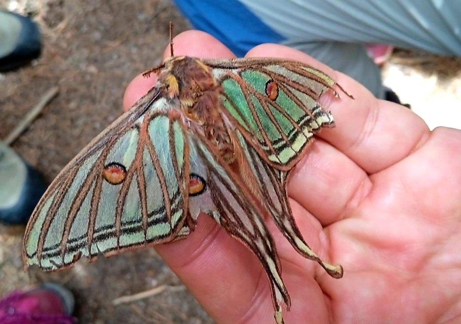 clubalpinoCAM's tweet photo. Descubierto y entregado al Museo Nacional de Ciencias Naturales un ejemplar de la mariposa isabelina 'Graellsia Isabelae' encontrada por la joven socia Carolina durante una de las actividades de Montaña en Familia en La Pedriza. #trangoworld #TakeTheOtherWay 👣 https://t.co/3wS9HSut4w