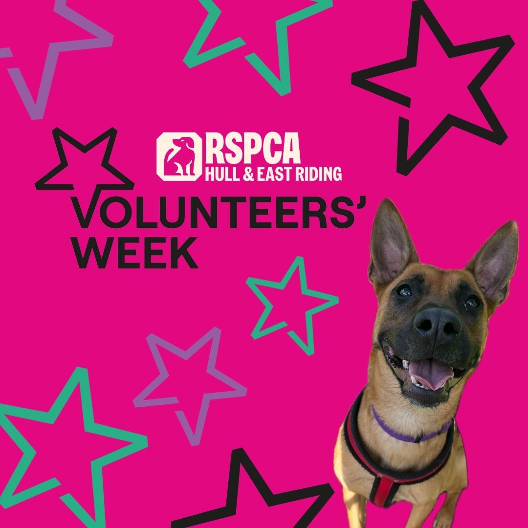 RSPCAHull's tweet photo. We wanted to take this evening to thank all of our voluntheros, for all of there hard work and dedication they give to the charity. We wouldn’t be able to do the work we do with out you. Thank you!!
To find out more about volunteering head to our website; https://t.co/JKhD9woy8q https://t.co/k4ifmjXqB2