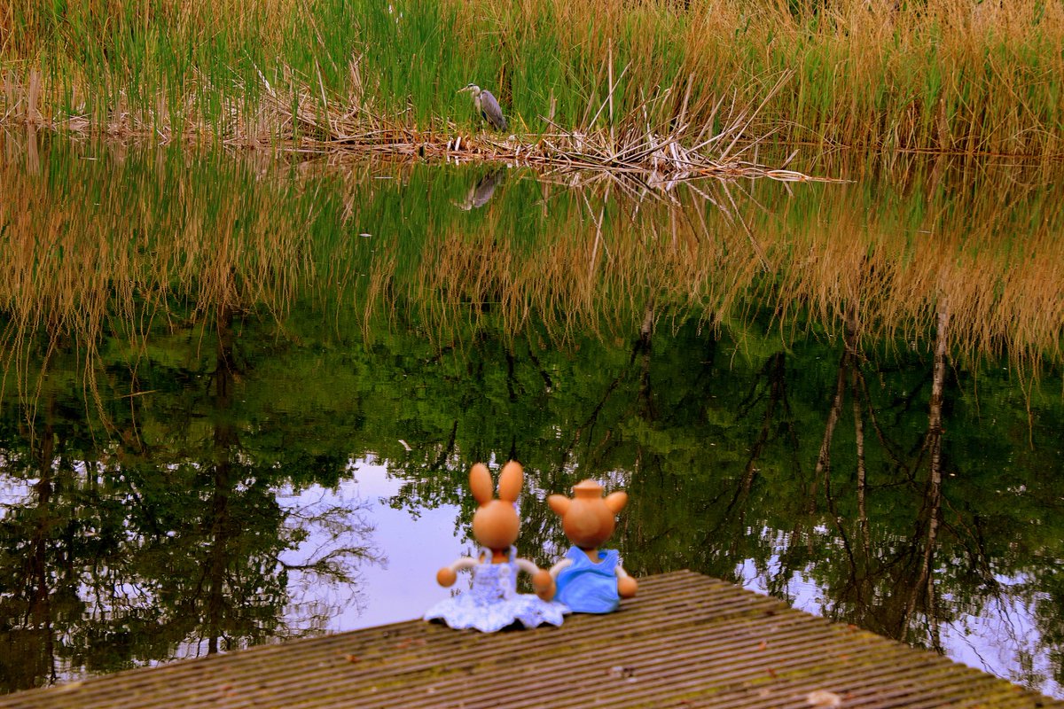 28MaaikeVogel09's tweet photo. #goedeavond
Vandaag #7juni is #dag7 van #junieke_fotografie initiatief van @SiaWindig
Vandaag staat in het teken van #watervogel
Toen ik deze reiger zag zat ie een hele poos rustig in het riet, kon er wat mooie foto's van maken.
#fijnevrijdag avond en #genietervan https://t.co/8VuLJdYxWq