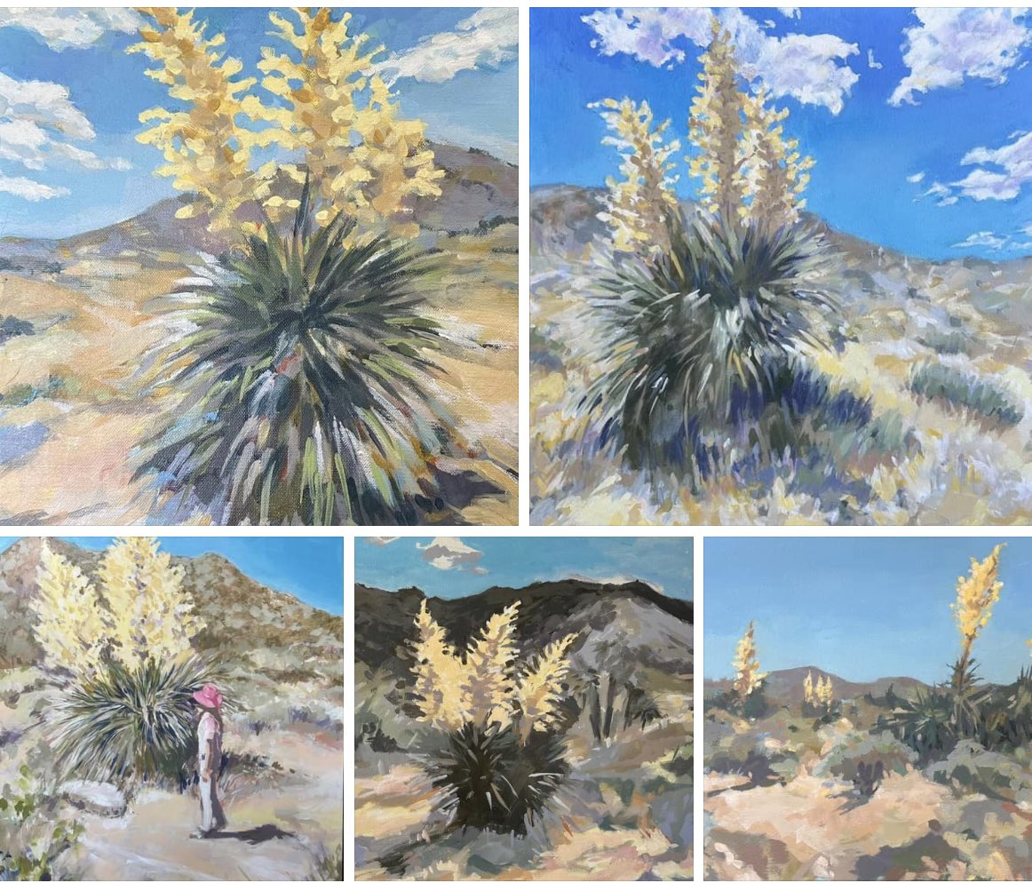 janisjtartist's tweet photo. These amazing Parry’s Nolinas have been captivating. The bloom in Joshua Tree has been unusually prolific. Some of these original paintings are available @cactus_mart and cards and prints will be available soon. #DesertArt #JoshuaTreeart #landscapes #contemporaryartlosangeles https://t.co/CxfsojG66v