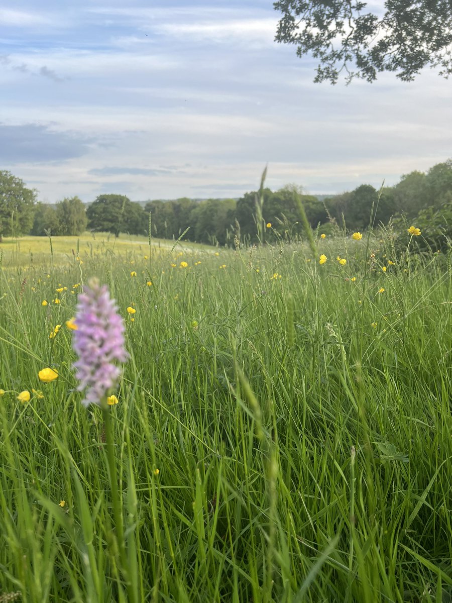 KevinDJay_'s tweet photo. Spent a few days camping in a field on a biodynamic farm ⛺️🌾🐮 https://t.co/umGp1Hc72T