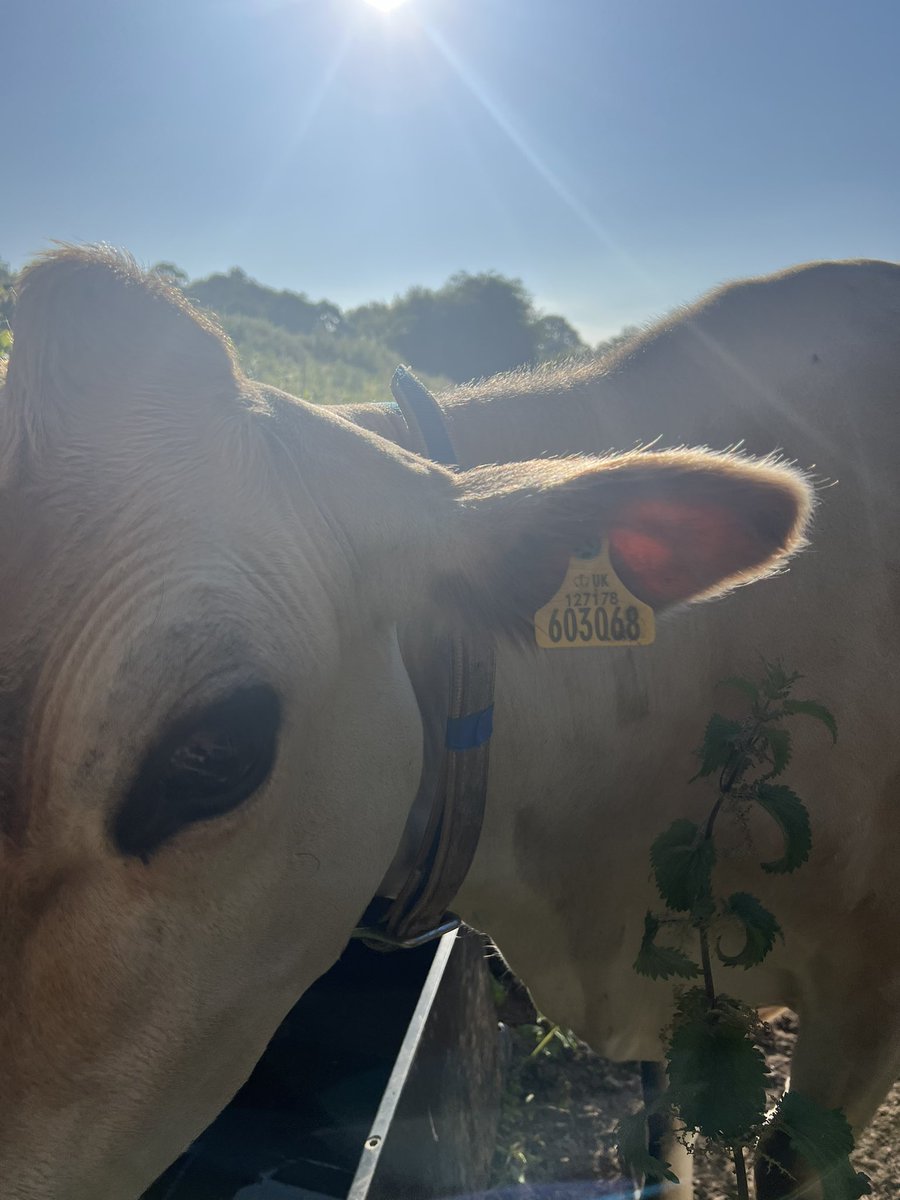 KevinDJay_'s tweet photo. Spent a few days camping in a field on a biodynamic farm ⛺️🌾🐮 https://t.co/umGp1Hc72T