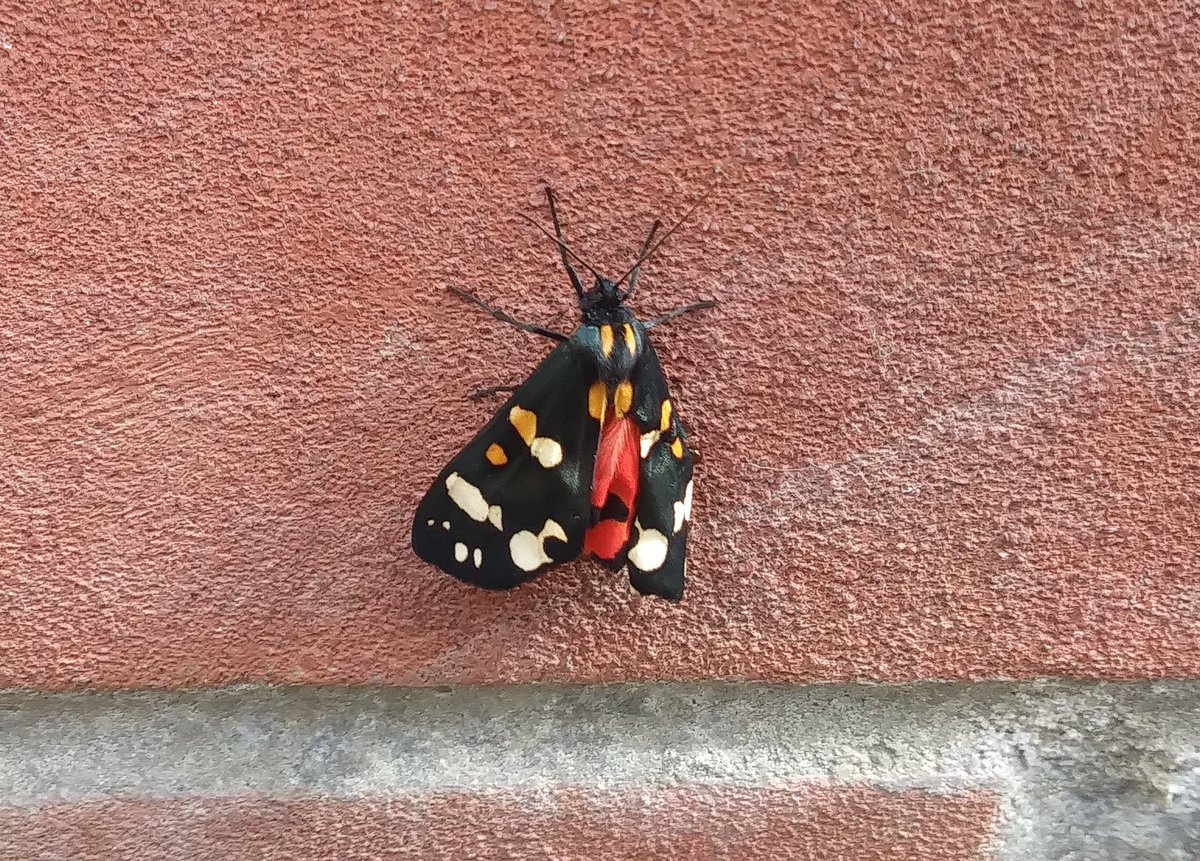 There was a beautiful scarlet tiger moth right outside my door this morning. Sometimes I spot the bugs; sometimes the bugs spot me.