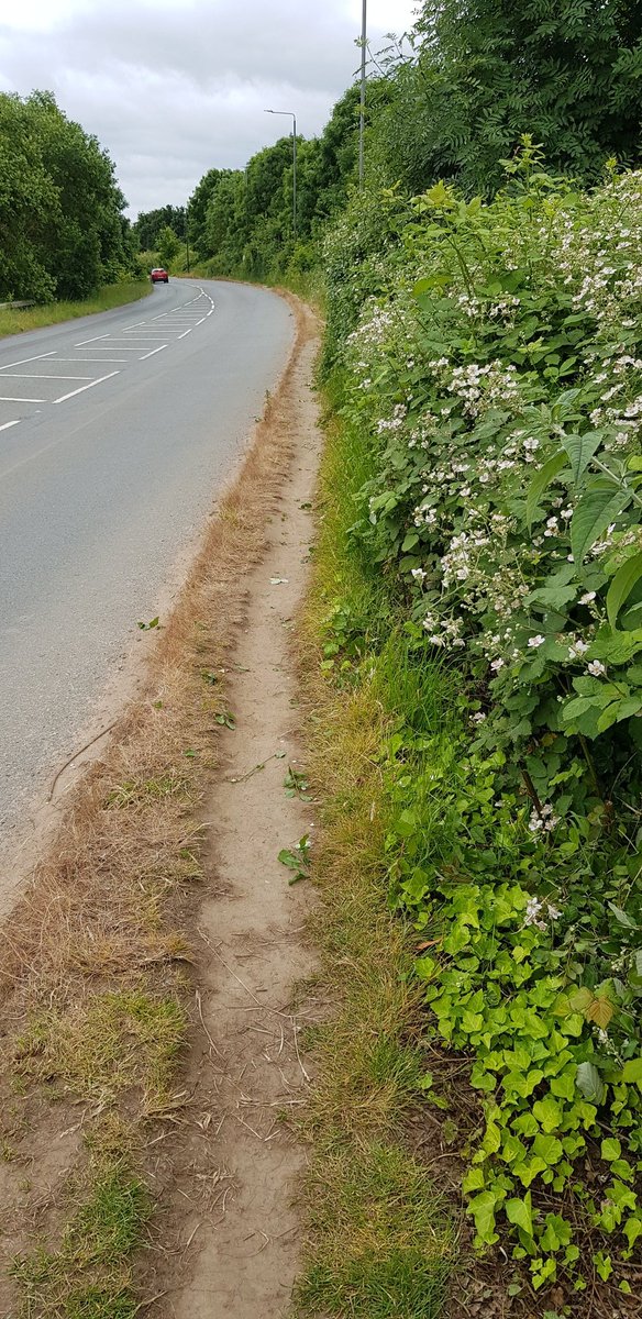 BBullrushes's tweet photo. Local #verge really overgrown, forcing pedestrians into the road in places. Spent a couple of hours cutting back Careful too to look out for nests. So much safer now for everyone. 🙂 ♻️ Cans & bottles found all ♻️ #lovewhereyoulive #hedgerows @CleanStreetsApp #pickthepath https://t.co/k69GzZrFVD