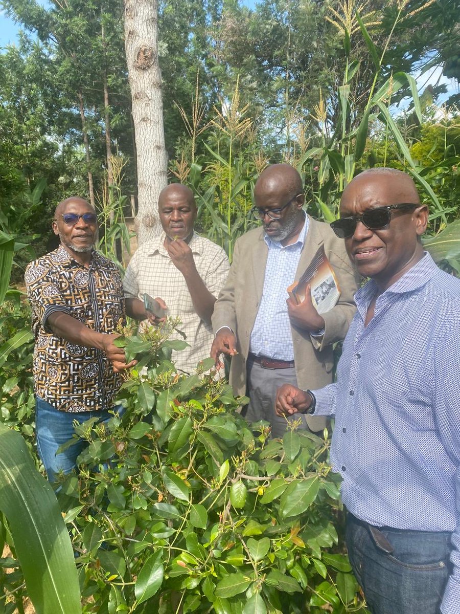 ItsGeorgeKegoro's tweet image. TODAY my first-ever face to face encounter with Muguka, the herb, or is it a drug, that has been in the news lately. I understand that part of the war against this herb is being waged by drug lords that sell “harder” stuff against which this herb is proving a stiff competitor.