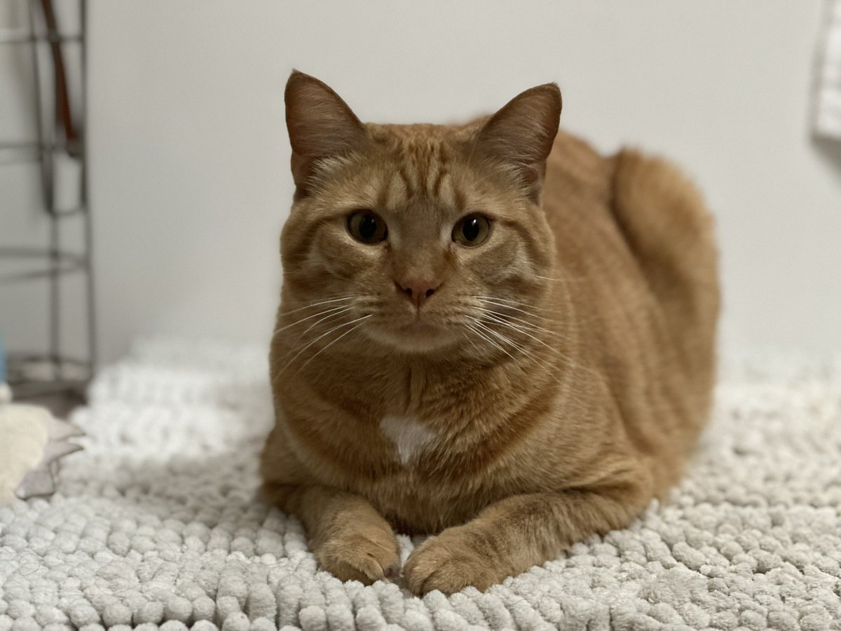 daniellerobbin's tweet photo. My son 🐈 https://t.co/xwlDJKfluw