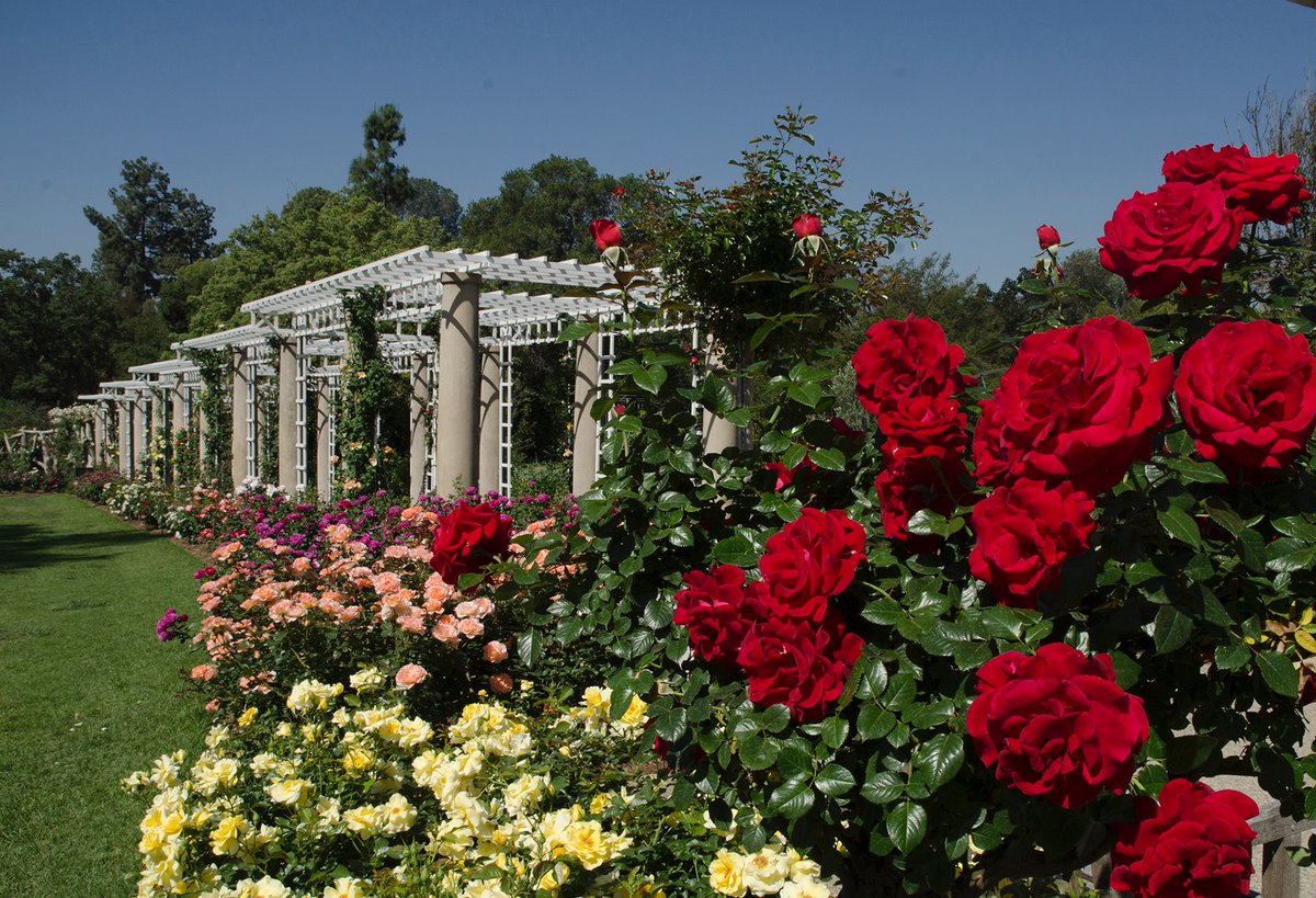 HumaNaturePod's tweet photo. This week's episode takes you on a journey from a small Brooklyn garden to the gorgeous @TheHuntington  New episode out this Thursday! 🌹🪻🌸 https://t.co/JGrp2SZqp3