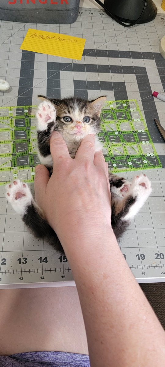 photocatkate's tweet photo. Live long and prospurr  #strawberrythekitten #foreverfortunatefelines https://t.co/oHiW9gZiP7