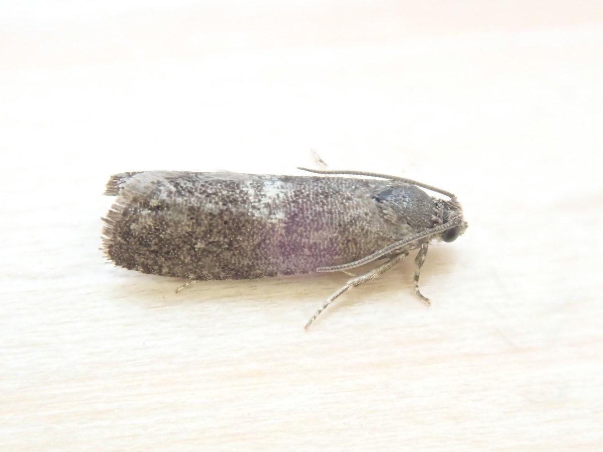A nice surprise from my Scottish trip was this Pammene obscurana. My first and a good record for north of the border as far as I can tell. A lucky find, it was sitting inside the Viewpoint hide at Insh Marshes RSPB reserve.