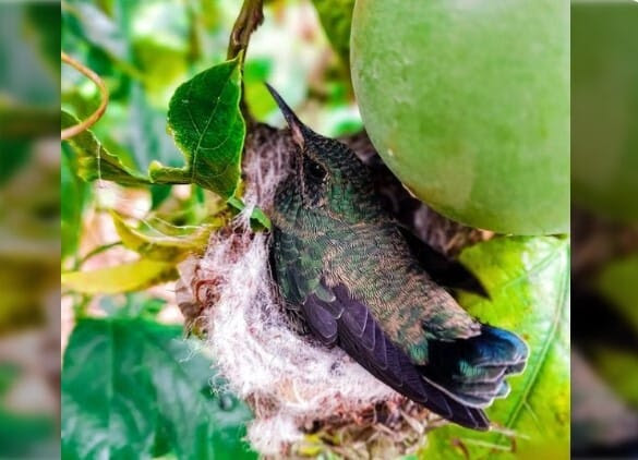 instagram.com/casa_del_colib… Foto del perfil de: La Casa del Ángel del Sol y <a href="/ave_zona/">AveZona</a> presentan el primer Festival del Colibrí, un espacio que, desde la educación ambiental y la divulgación de la ciencia, pretende sensibilizar a la comunidad merideña 🐦‍⬛🦜🦚  🪺