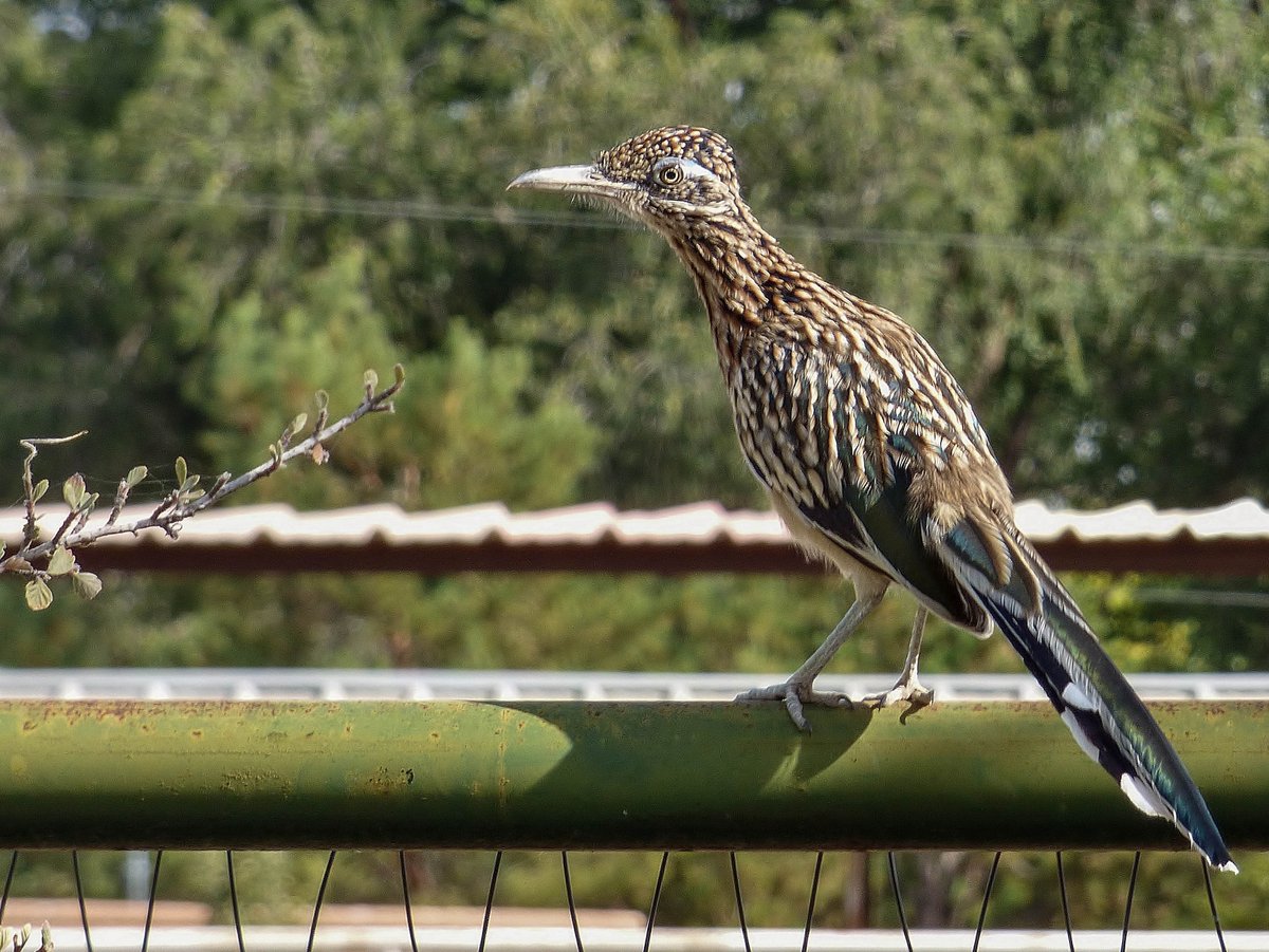 The roadrunner is the ubiquitous symbol of the Southwest, made famous by animator Chuck Jones. However, the speed differential depicted in the cartoons was misrepresented. Coyotes are twice as fast as roadrunners - ow.ly/ZWsA50QgZRi

#NewMexico #birdwatching