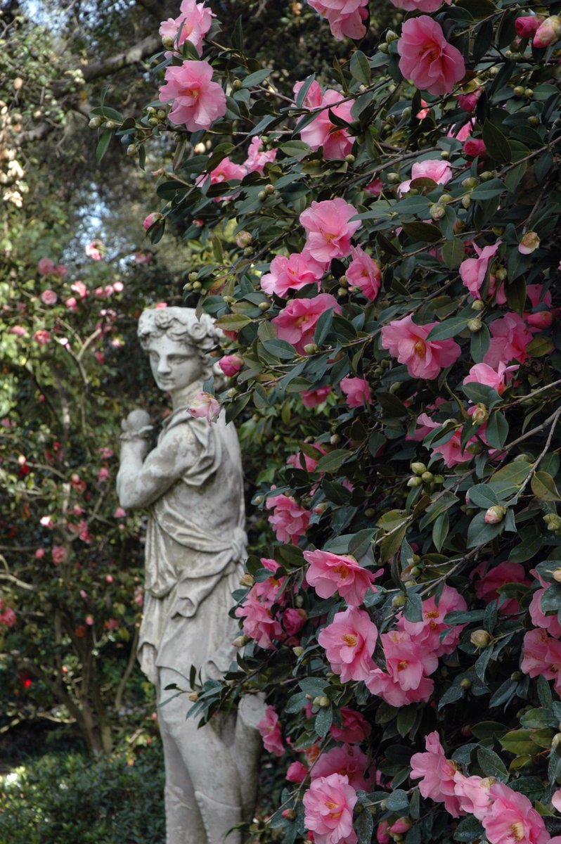 HumaNaturePod's tweet photo. Brand new episode "A Zucchini Haters Guide to Growing Zucchini" drops tomorrow! Find it on Apple Podcasts, Spotify, or wherever you get your podcasts 🌸🪻🌹 @TheHuntington https://t.co/O69Qc8Lgg3