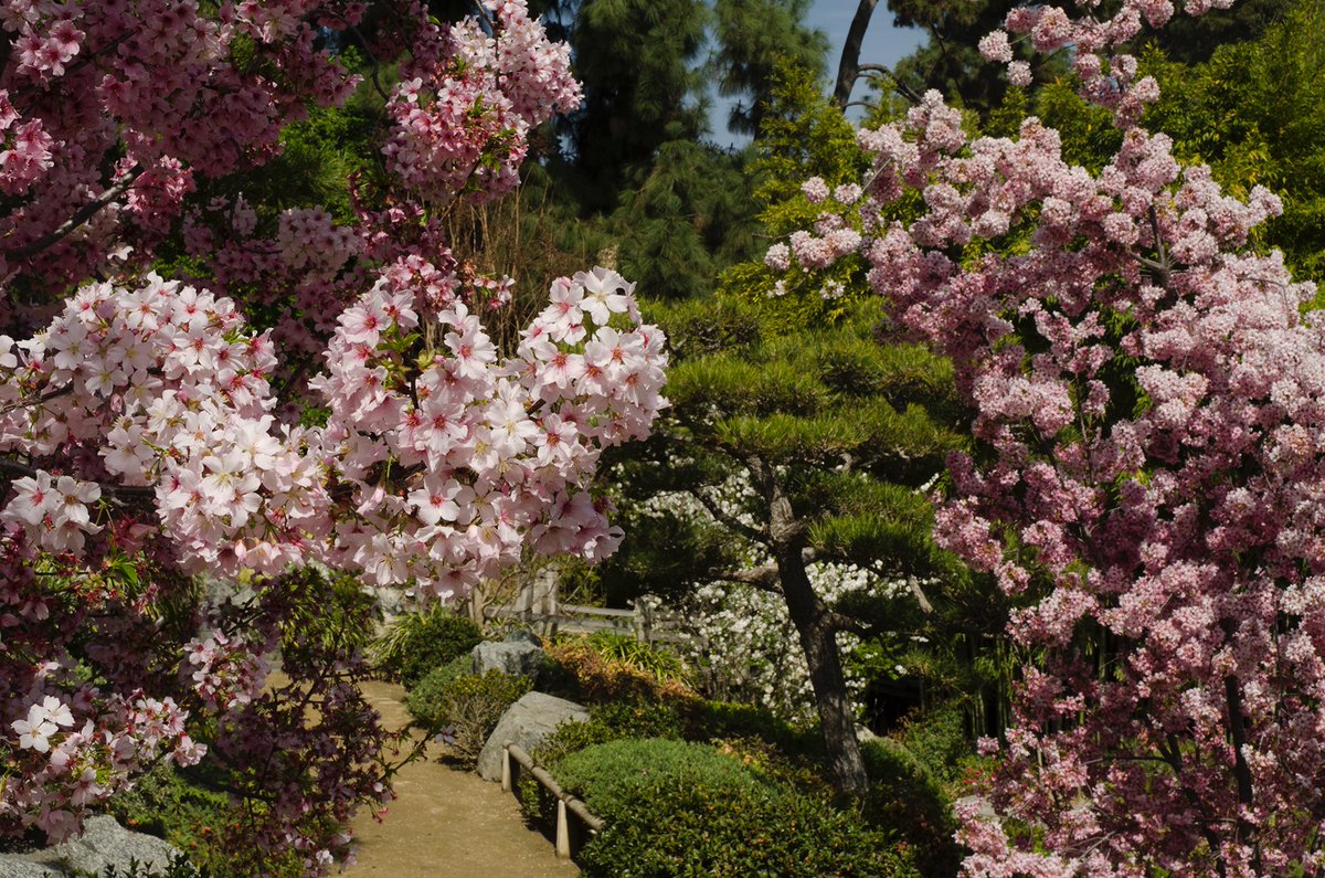 HumaNaturePod's tweet photo. Brand new episode "A Zucchini Haters Guide to Growing Zucchini" drops tomorrow! Find it on Apple Podcasts, Spotify, or wherever you get your podcasts 🌸🪻🌹 @TheHuntington https://t.co/O69Qc8Lgg3