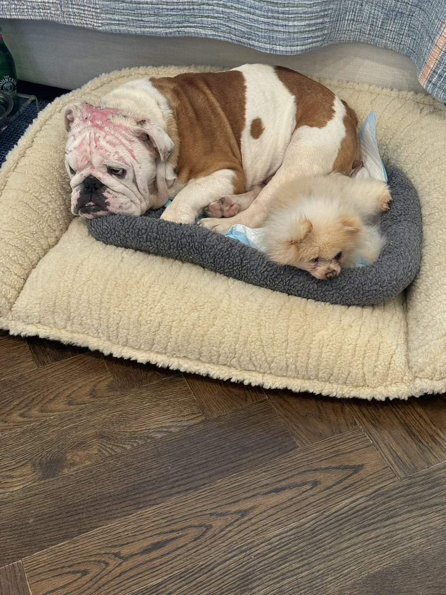 Sharon Osbourne tweet media