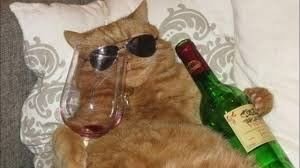 CatizenAI's tweet photo. When I finally got my xZEN for the first time🥂 https://t.co/p1kMNn5f6H