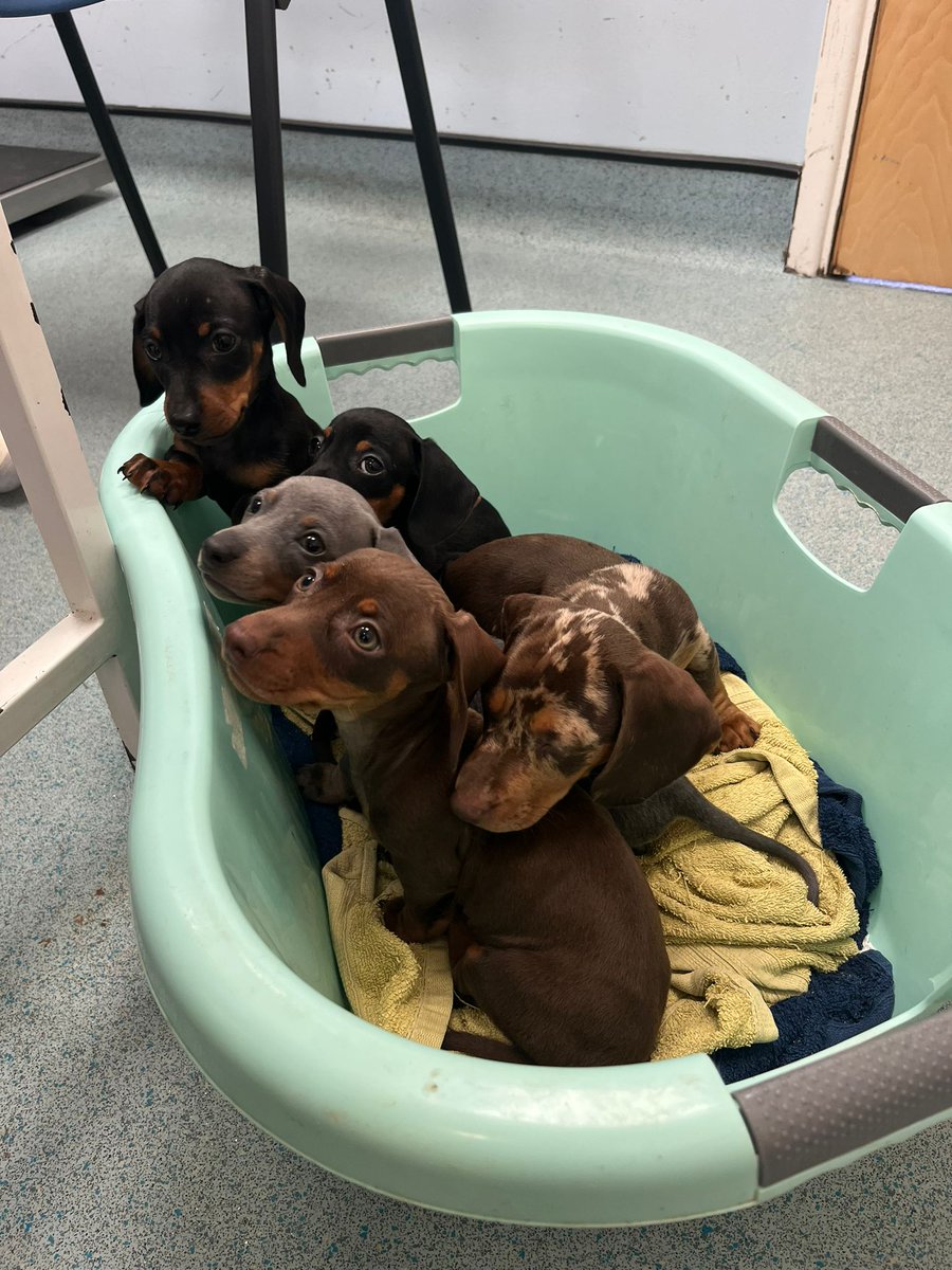 Dragon_Vets's tweet photo. We've had a very puppy filled day at our Prestbury park branch today! To cute not to share with everyone💕 https://t.co/3DUJ9YeVnM
