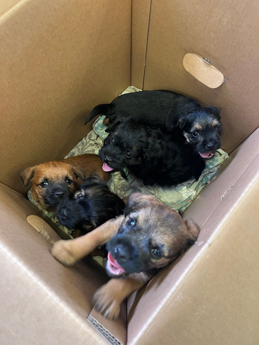 Dragon_Vets's tweet photo. We've had a very puppy filled day at our Prestbury park branch today! To cute not to share with everyone💕 https://t.co/3DUJ9YeVnM