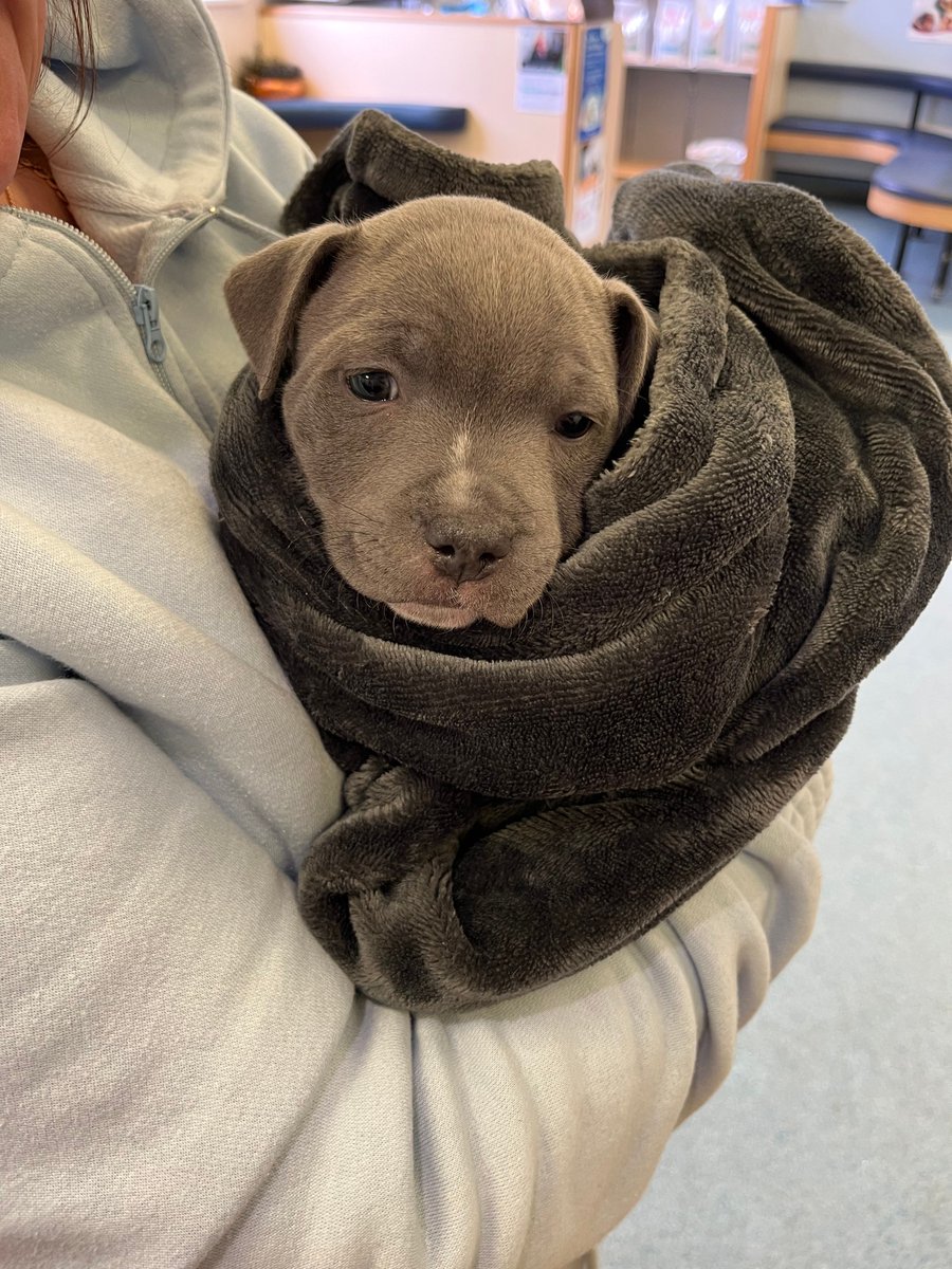 Dragon_Vets's tweet photo. We've had a very puppy filled day at our Prestbury park branch today! To cute not to share with everyone💕 https://t.co/3DUJ9YeVnM