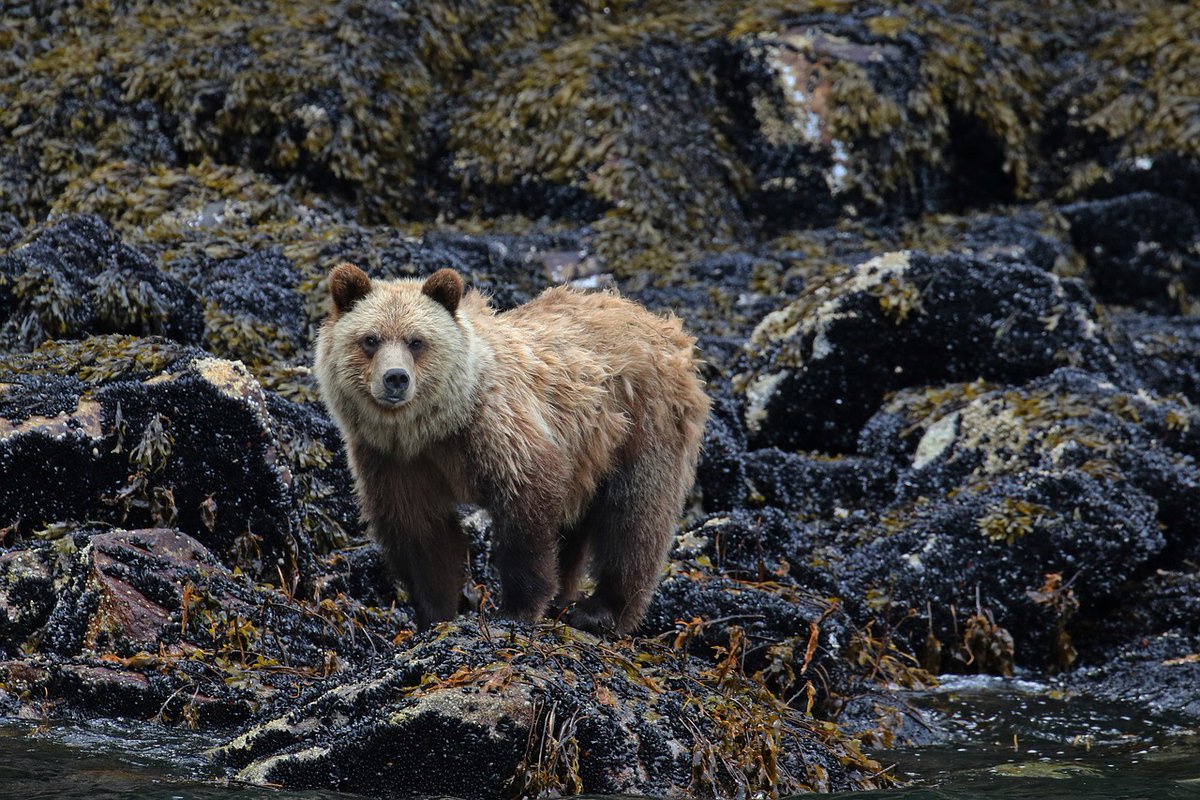 HumaNaturePod's tweet photo. Grizzlies and wolves and cougars, oh my! That's on this week's episode of HumaNature "Alone at Last" where we speak to a former contestant on the hit reality show Alone 🏹🔥 https://t.co/qyvKud201Z