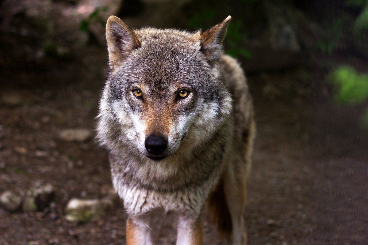 HumaNaturePod's tweet photo. Grizzlies and wolves and cougars, oh my! That's on this week's episode of HumaNature "Alone at Last" where we speak to a former contestant on the hit reality show Alone 🏹🔥 https://t.co/qyvKud201Z