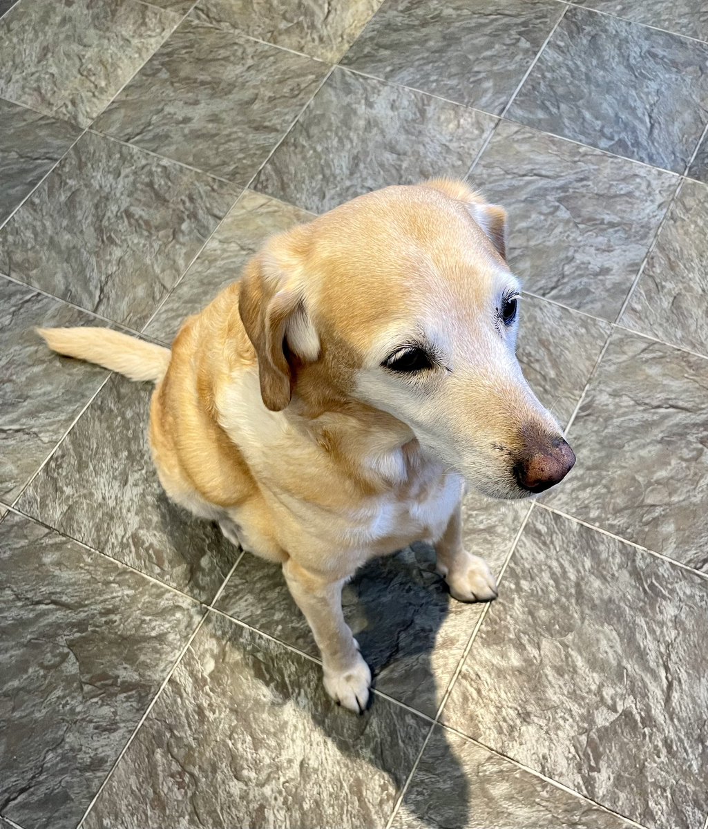 cathyfk's tweet photo. @comms2point0 Lola keeping an eye on some cooking going on in the kitchen #commspets https://t.co/AUs9q20pao