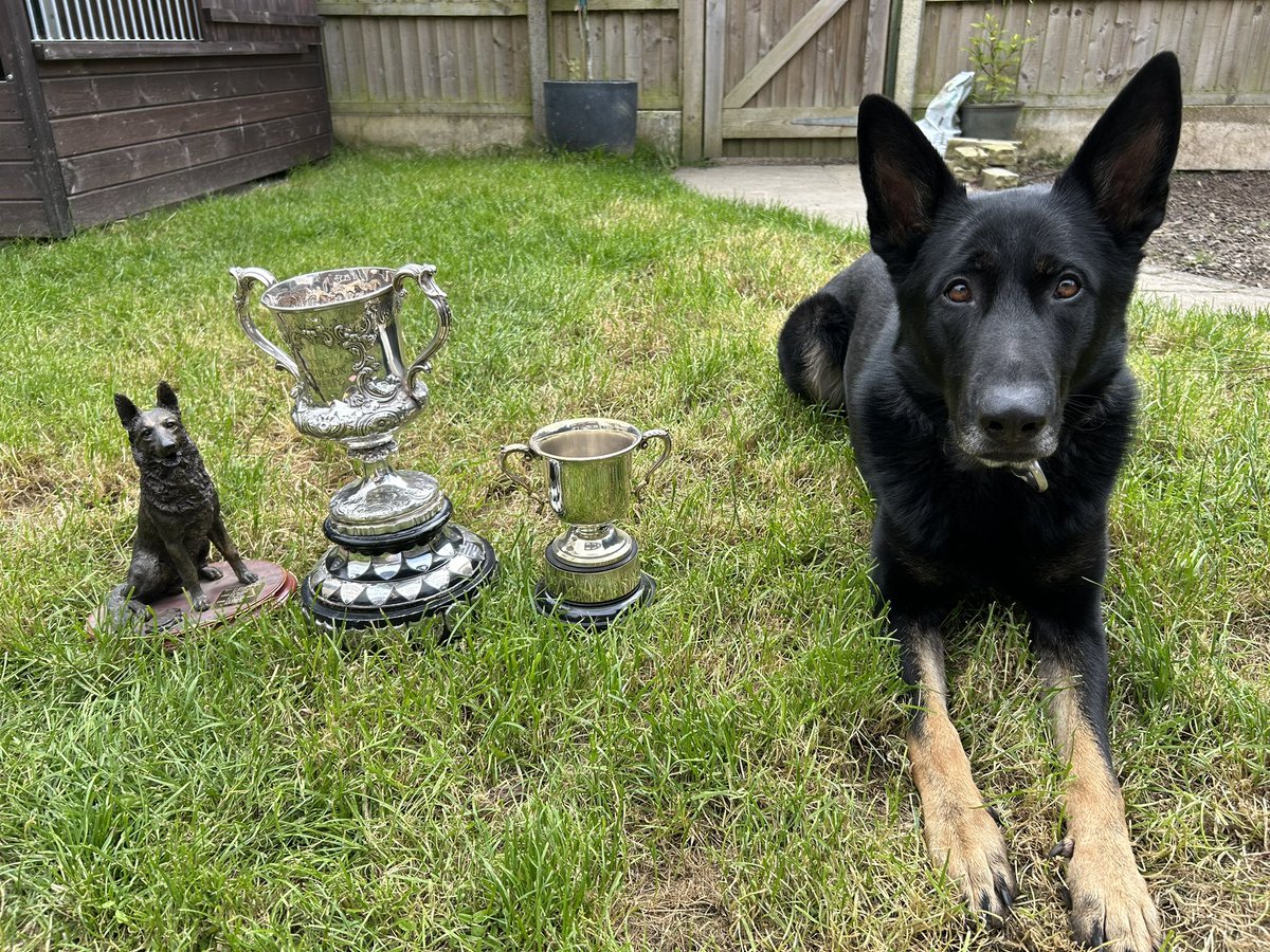 sspoldogsection's tweet photo. @sussex_police  dogs, PD Billy and PD Nessa showing off their trophies from the Regional Trials held locally with @SurreyPolice and National Trials held with @PoliceScotland 🐕 Thank you @PoliceDogTrials https://t.co/guVJ7sqtsd
